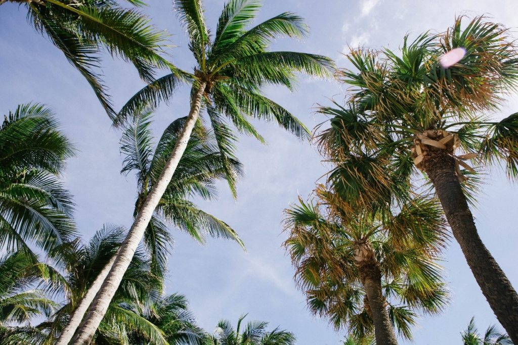 palm trees set against blue sky